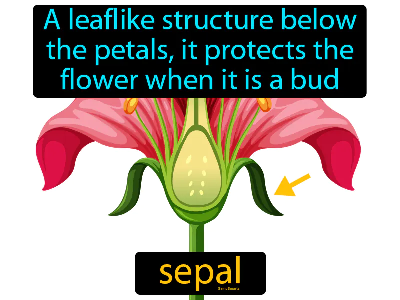 Sepal Definition Sepal Definition
