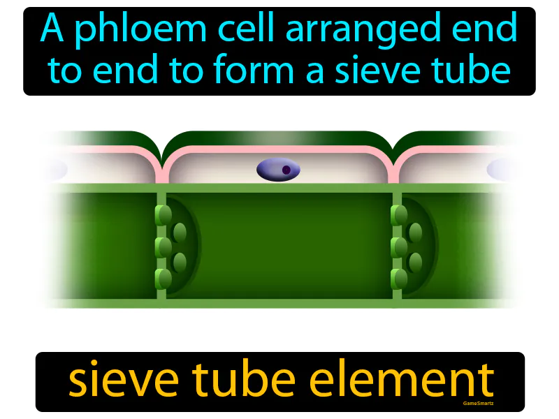 Sieve Tube Element Definition