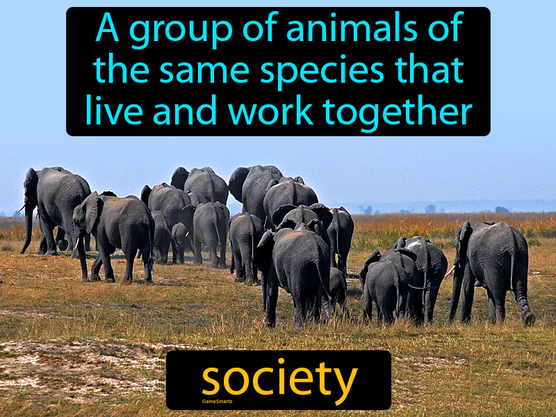 Society Definition Society Definition