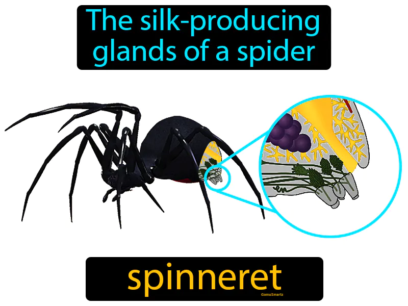 Spinneret Definition Spinneret Definition