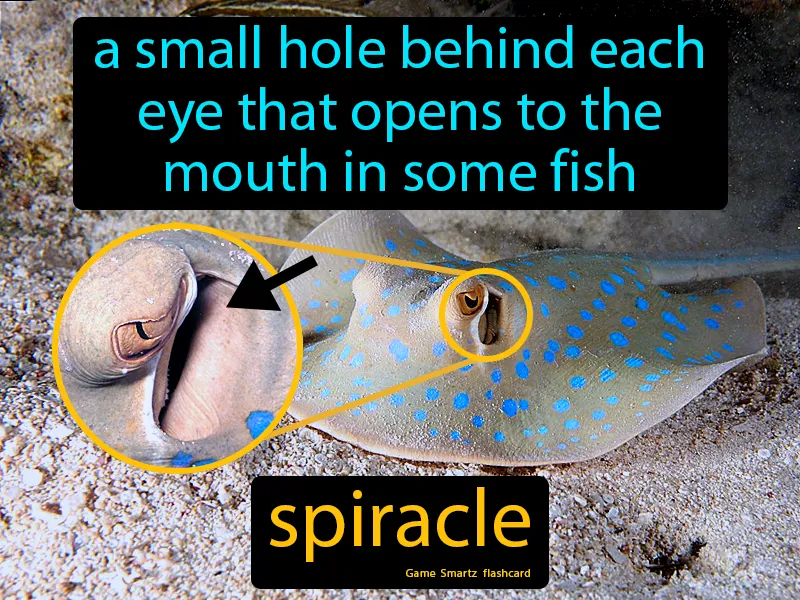 Spiracle In Fish Definition Spiracle In Fish Definition