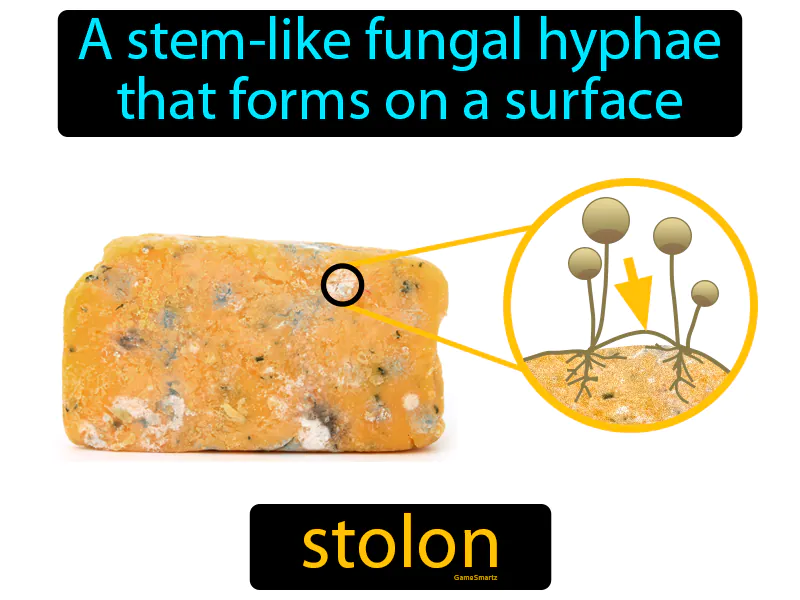 Stolon Definition Stolon Definition
