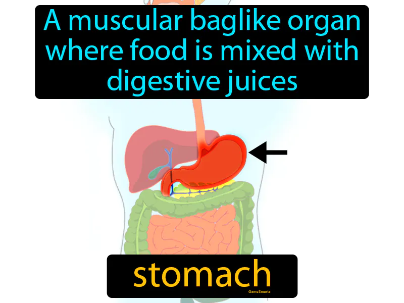 Stomach Definition Stomach Definition