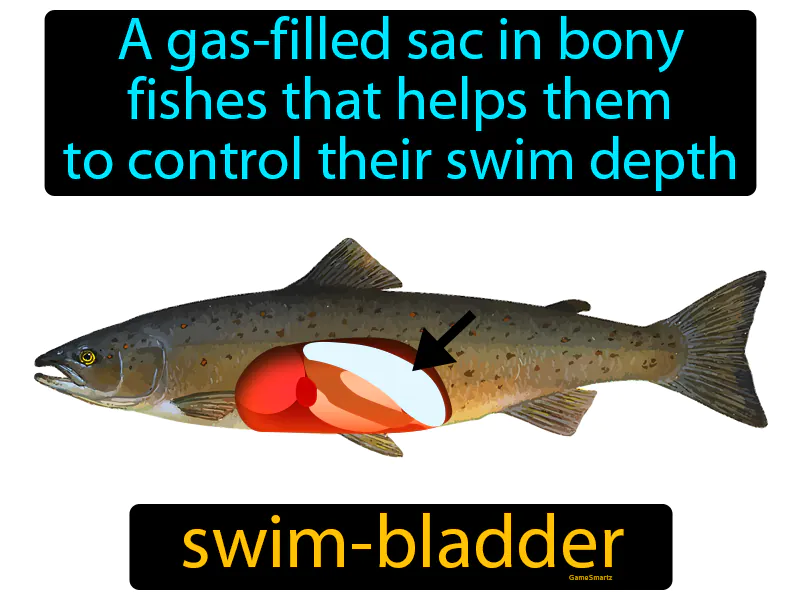 Swim Bladder Definition Swim Bladder Definition