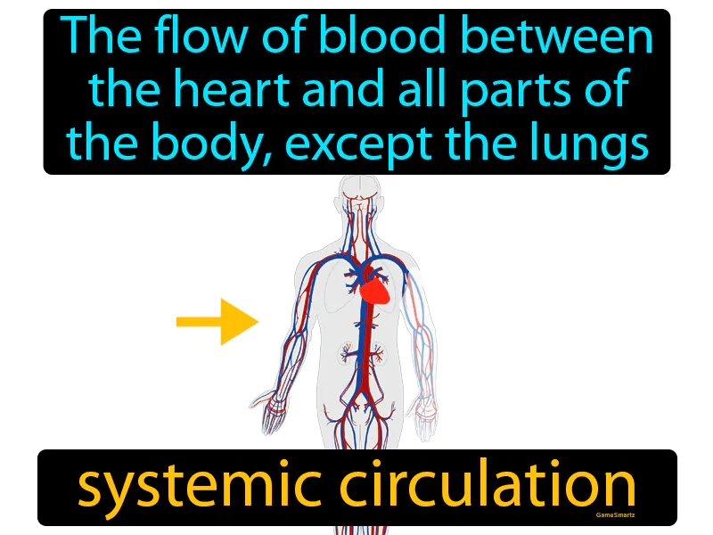 Systemic Circulation Definition Systemic Circulation Definition