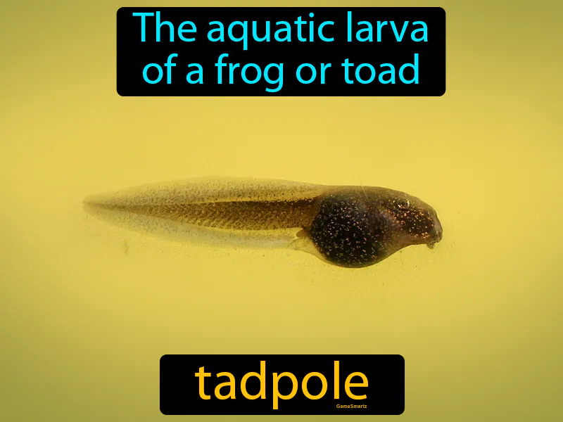 Tadpole Definition Tadpole Definition