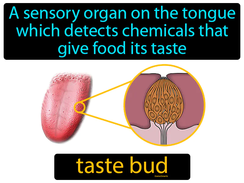 Taste Bud Definition Taste Bud Definition