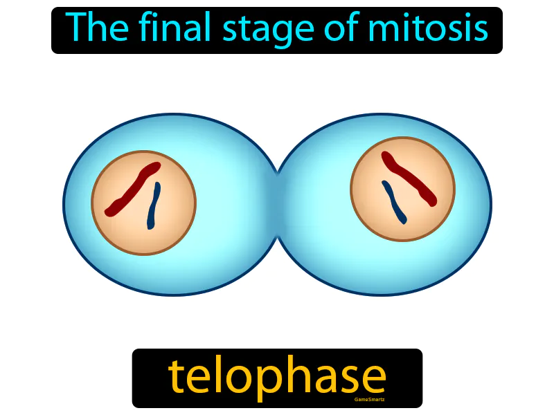 Telophase Definition Telophase Definition