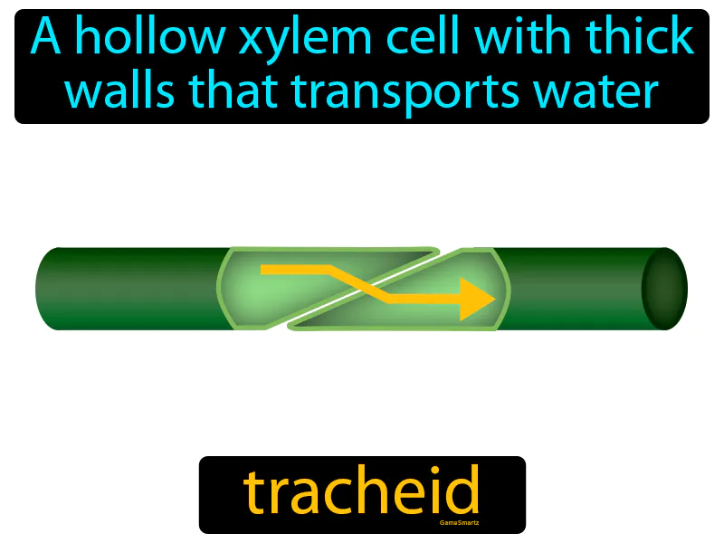 Tracheid Definition Tracheid Definition