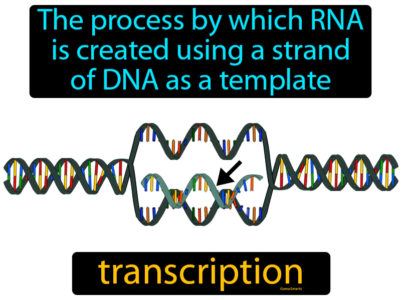 Transcription Definition Transcription Definition