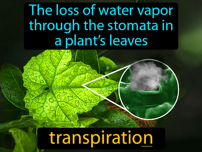 Transpiration Definition Transpiration Definition