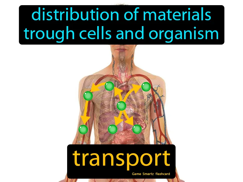 Transport Definition