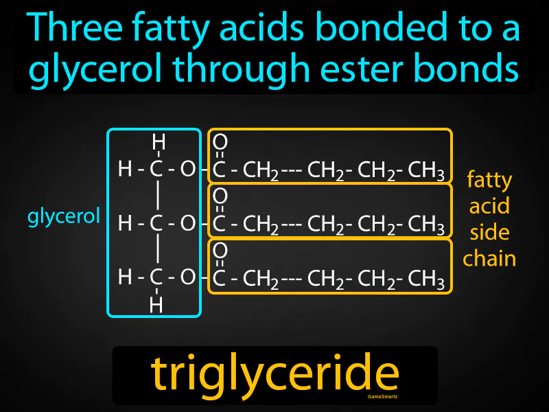 Triglyceride Definition