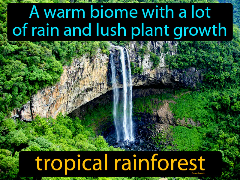 Tropical Rain Forest Definition Tropical Rain Forest Definition