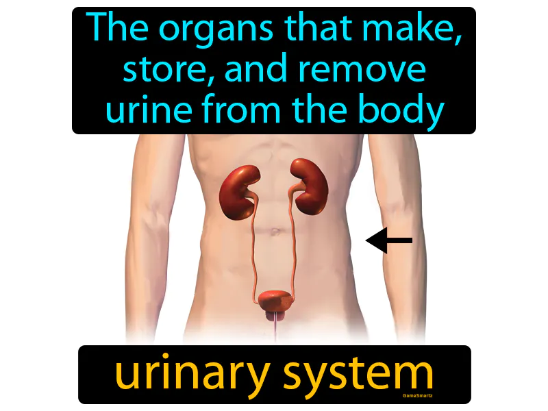 Urinary System Definition Urinary System Definition