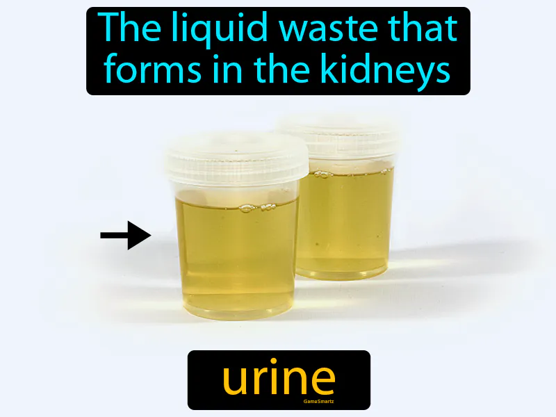 Urine Definition Urine Definition