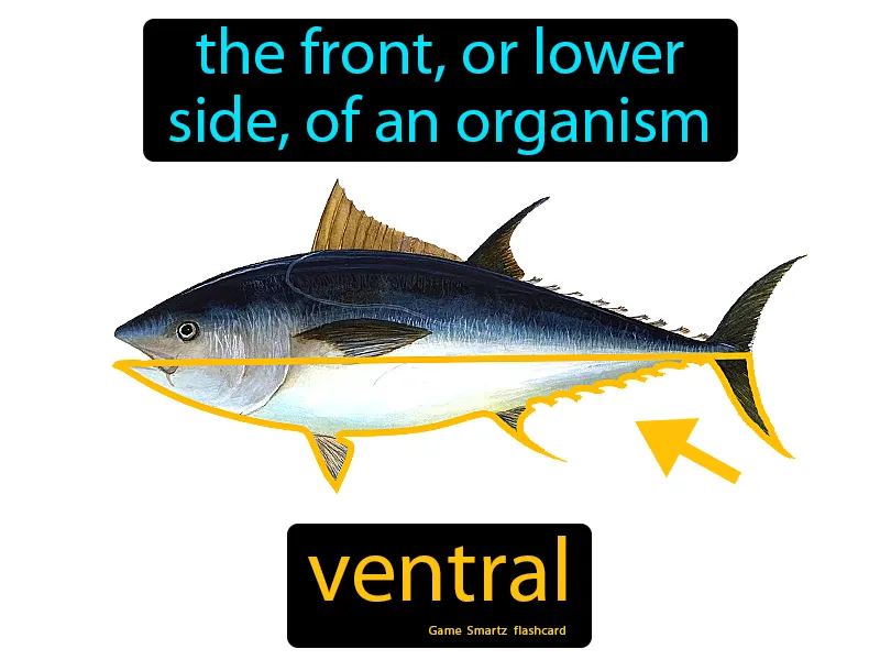 Ventral Definition Ventral Definition