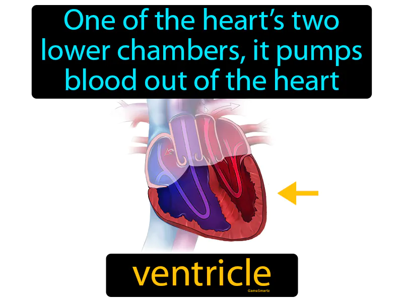 Ventricle Definition Ventricle Definition
