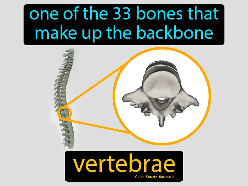 Vertebrae Definition