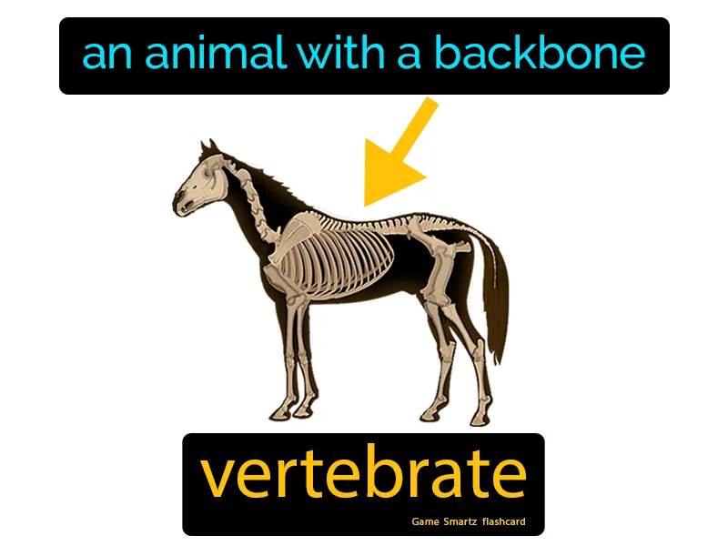 Vertebrate Definition Vertebrate Definition