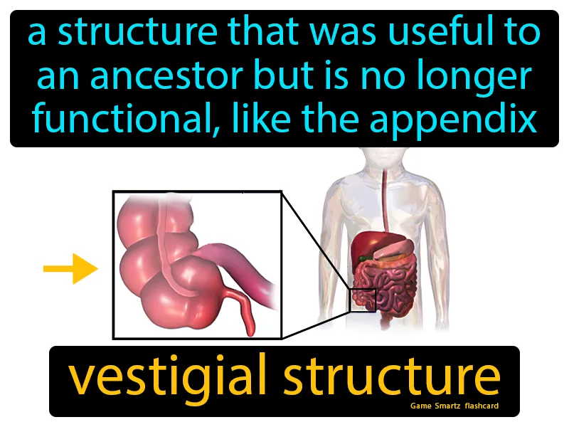 Vestigial Structure Definition Vestigial Structure Definition