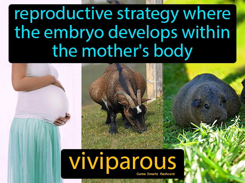Viviparous Definition