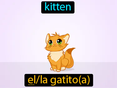 kitten