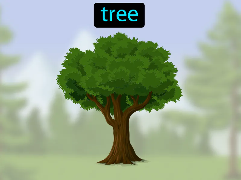 El Arbol Definition El Arbol Definition