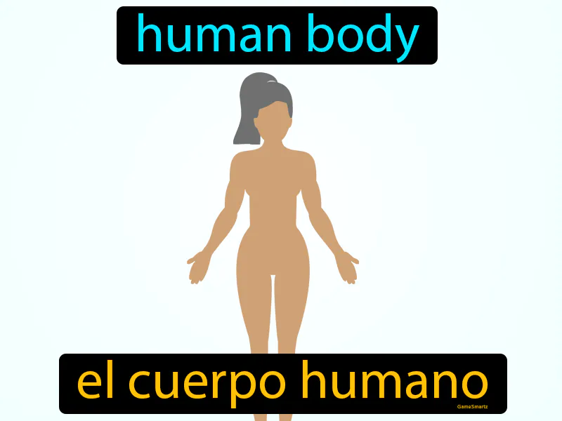 El Cuerpo Humano Definition El Cuerpo Humano Definition